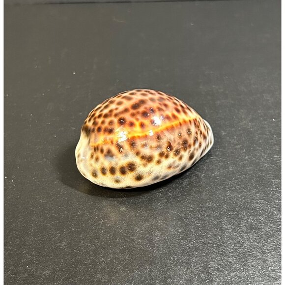 Vintage Tiger Cowrie Shell Cypraea Tigris Spotted Seashell Nautical Beach Decor - Picture 2 of 8